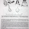 kretania sephirus kubanensis first description 5